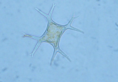 Tetraedron gracile